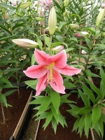 [4318 Red Eyes GA No01.JPG]